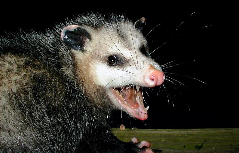 possum control